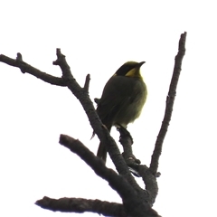Lichenostomus melanops (Yellow-tufted Honeyeater) at Queanbeyan East, NSW - 12 Jun 2025 by SandraH