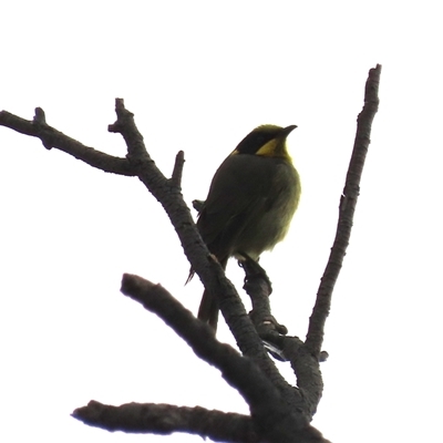 Lichenostomus melanops (Yellow-tufted Honeyeater) at Queanbeyan East, NSW - 12 Jun 2025 by SandraH