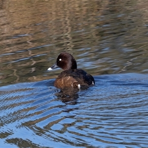 Aythya australis (Hardhead) at Monash, ACT - 30 May 2025 by AlisonMilton