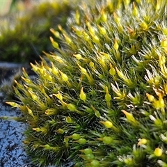 Grimmia sp. at Weetangera, ACT - 18 Jun 2025 by sangio7