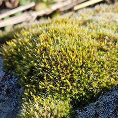 Grimmia sp. at Weetangera, ACT - 18 Jun 2025 11:23 AM