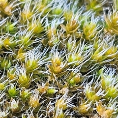 Grimmia sp. at Weetangera, ACT - 18 Jun 2025 11:23 AM