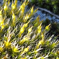 Grimmia sp. at Weetangera, ACT - 18 Jun 2025 11:23 AM