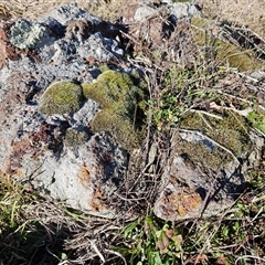 Grimmia sp. at Weetangera, ACT - 18 Jun 2025 11:23 AM