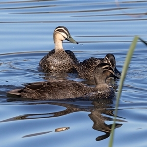 Anas superciliosa (Pacific Black Duck) at Isabella Plains, ACT - 30 May 2025 by AlisonMilton