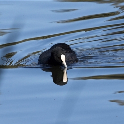 Fulica atra (Eurasian Coot) at Isabella Plains, ACT - 30 May 2025 by AlisonMilton