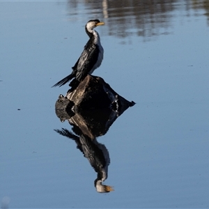 Microcarbo melanoleucos (Little Pied Cormorant) at Isabella Plains, ACT - 30 May 2025 by AlisonMilton