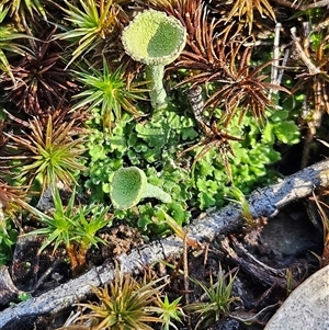 Cladonia sp. (genus) (Cup Lichen) at Weetangera, ACT - 18 Jun 2025 by sangio7