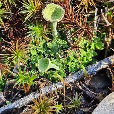 Cladonia sp. (genus) (Cup Lichen) at Weetangera, ACT - 18 Jun 2025 by sangio7