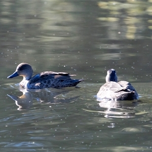 Anas gracilis (Grey Teal) at Isabella Plains, ACT - 30 May 2025 by AlisonMilton