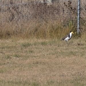 Vanellus miles (Masked Lapwing) at Isabella Plains, ACT - 30 May 2025 by AlisonMilton