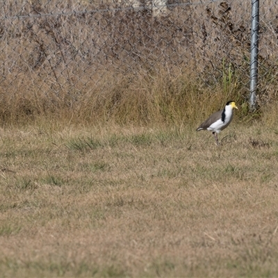 Vanellus miles (Masked Lapwing) at Isabella Plains, ACT - 30 May 2025 by AlisonMilton