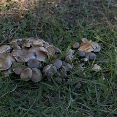 Unverified Cap on a stem; gills below cap [mushrooms or mushroom-like] at Isabella Plains, ACT - 30 May 2025 by AlisonMilton