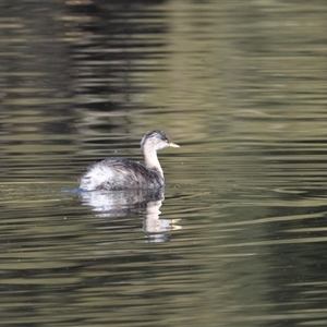 Poliocephalus poliocephalus (Hoary-headed Grebe) at Isabella Plains, ACT - 30 May 2025 by AlisonMilton