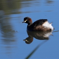 Tachybaptus novaehollandiae (Australasian Grebe) at Isabella Plains, ACT - 30 May 2025 by AlisonMilton