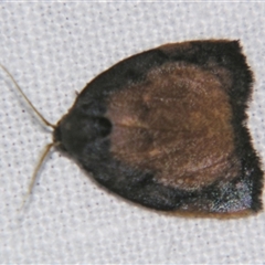 Hemonia simillima (A Footman moth (Lithosiini) at Bloomsbury, QLD - 19 Oct 2008 by PJH123