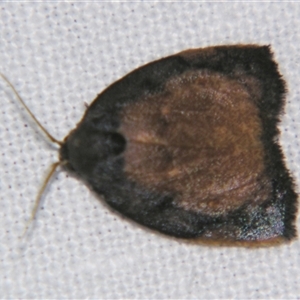Hemonia simillima (A Footman moth (Lithosiini) at Bloomsbury, QLD - 19 Oct 2008 by PJH123