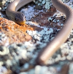 Delma inornata (Olive Legless-lizard) at Strathnairn, ACT - 19 Jun 2025 by Ange