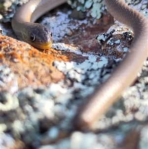Delma inornata (Olive Legless-lizard) at Strathnairn, ACT - 19 Jun 2025 by Ange