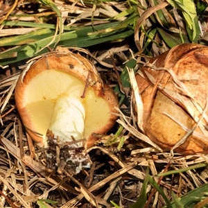 Unverified Cap on a stem; pores below cap [boletes & stemmed polypores] at Yarralumla, ACT - 4 Jun 2025 by AlisonMilton