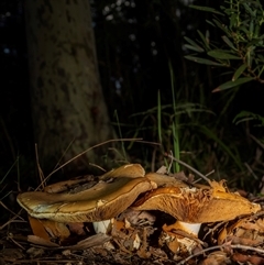 Gymnopilus sp. at Broulee, NSW - 13 May 2025 by Gallpix