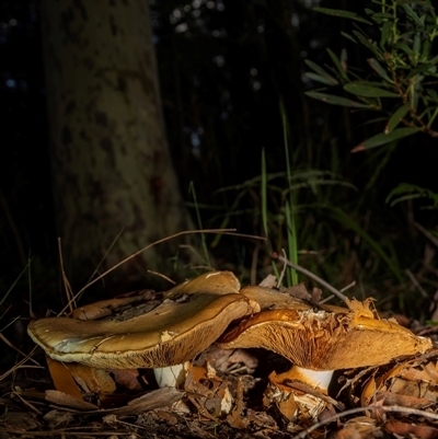 Gymnopilus sp. at Broulee, NSW - 13 May 2025 by Gallpix