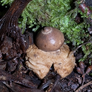 Geastrum triplex at Paddys River, ACT - 5 Jun 2025 by AlisonMilton
