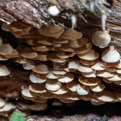 Crepidotus sp. at Paddys River, ACT - 5 Jun 2025 by AlisonMilton