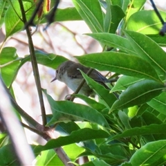 Sericornis magnirostra (Large-billed Scrubwren) at Fitzroy Falls, NSW - 3 Apr 2025 by Span102