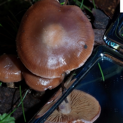 Cortinarius sp. (Cortinarius) at Paddys River, ACT - 5 Jun 2025 by AlisonMilton