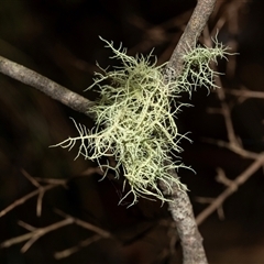 Usnea sp. (genus) (Bearded lichen) at Paddys River, ACT - 5 Jun 2025 by AlisonMilton