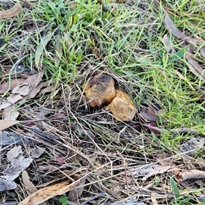 Unverified Puffball & the like at Weetangera, ACT - 18 Jun 2025 by sangio7