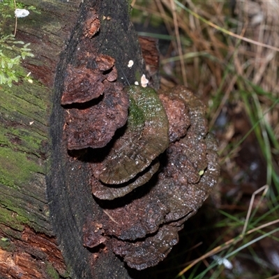 Unverified Shelf-like to hoof-like & usually on wood at Paddys River, ACT - 5 Jun 2025 by AlisonMilton