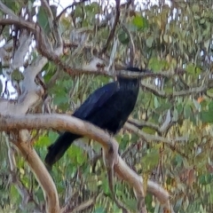Corvus coronoides (Australian Raven) at Symonston, ACT - 19 Jun 2025 by Mike