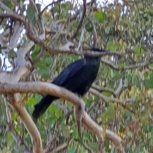 Corvus coronoides (Australian Raven) at Symonston, ACT - 19 Jun 2025 by Mike