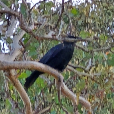 Corvus coronoides (Australian Raven) at Symonston, ACT - 19 Jun 2025 by Mike