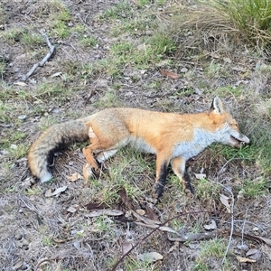 Vulpes vulpes (Red Fox) at Symonston, ACT - 19 Jun 2025 by Mike