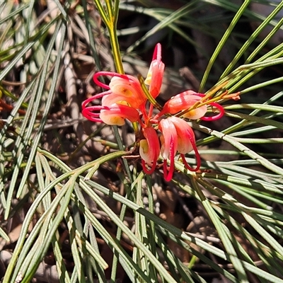 Grevillea rosmarinifolia subsp. rosmarinifolia at Weetangera, ACT - 18 Jun 2025 by sangio7