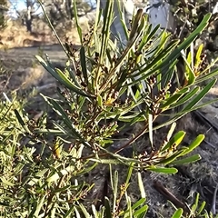 Dodonaea viscosa (Hop Bush) at Symonston, ACT - 19 Jun 2025 by Mike