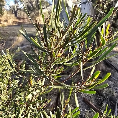 Dodonaea viscosa (Hop Bush) at Symonston, ACT - 19 Jun 2025 by Mike