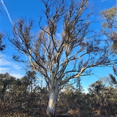 Eucalyptus rossii (Inland Scribbly Gum) at Symonston, ACT - 19 Jun 2025 by Mike