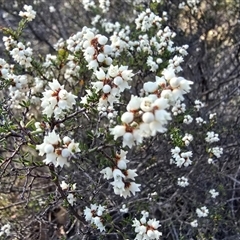 Cryptandra amara (Bitter Cryptandra) at Fadden, ACT - 19 Jun 2025 by Mike