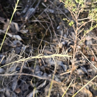 Aristida ramosa (Purple Wire Grass) at Fadden, ACT - 19 Jun 2025 by Mike