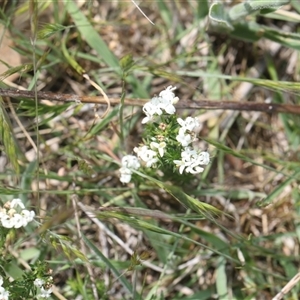 Asperula conferta (Common Woodruff) at Whitlam, ACT - 26 Oct 2024 by AlisonMilton