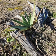 Iris sp. (An Iris) at Weetangera, ACT - 18 Jun 2025 by sangio7