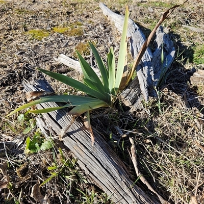 Iris sp. (An Iris) at Weetangera, ACT - 18 Jun 2025 by sangio7