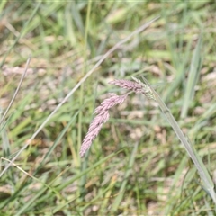 Holcus lanatus (Yorkshire Fog) at Whitlam, ACT - 26 Oct 2024 by AlisonMilton