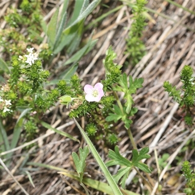 Geranium solanderi (Native Geranium) at Whitlam, ACT - 26 Oct 2024 by AlisonMilton