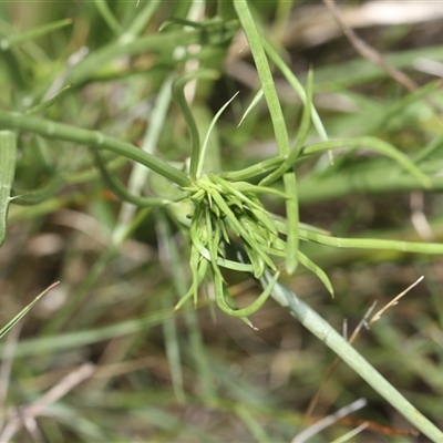 Senecio (genus) at Whitlam, ACT - 26 Oct 2024 by AlisonMilton
