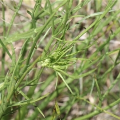 Eryngium ovinum at Whitlam, ACT - 26 Oct 2024 12:03 PM